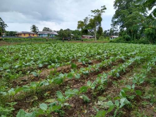 Idam acompanha entrega ao Programa de Aquisição de Alimentos, em Careiro da Várzea