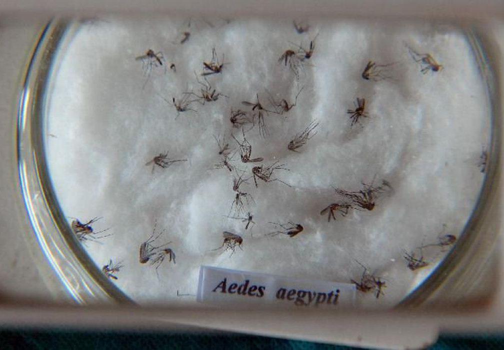 Ministério da Saúde lança campanha de combate ao Aedes aegypti