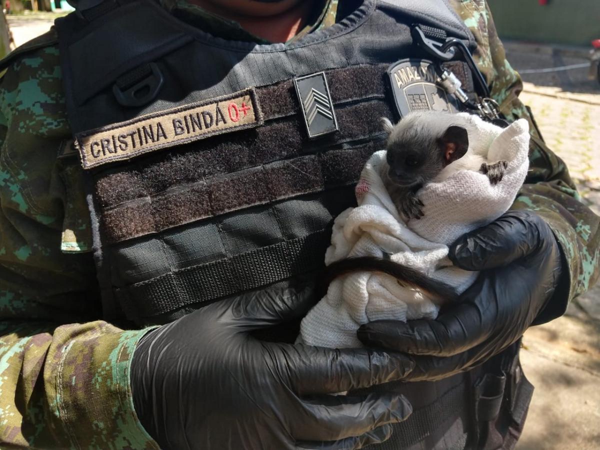 PM registra aumento no resgate de animais com risco de extinção