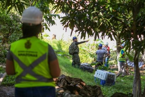 Prosamim realiza resgate de fauna silvestre em intervenção no igarapé do 40