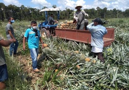 Idam incentiva intercâmbio de práticas agrícolas entre produtores familiares de Parintins e Itacoatiara