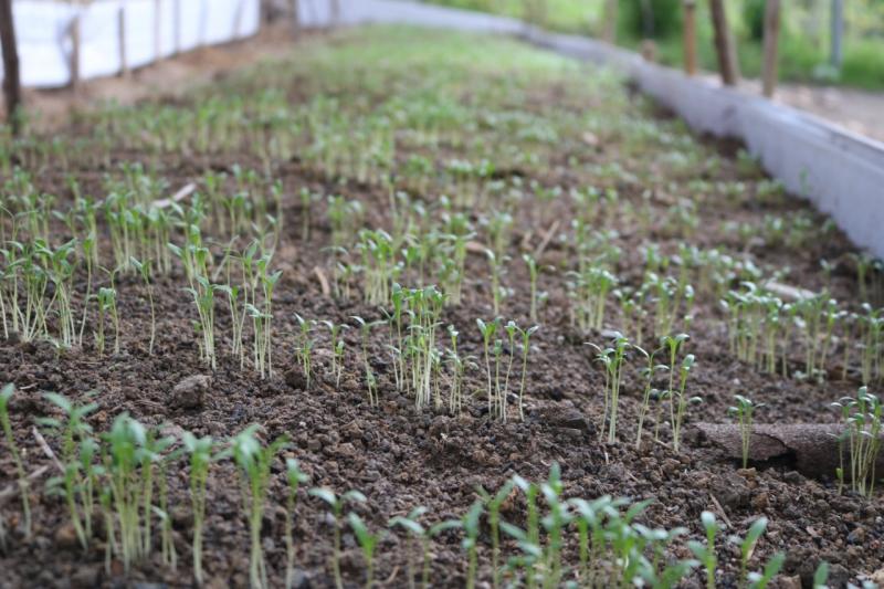 Sepror promove curso de Horta Caseira para comunidade do Puraquequara