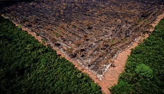 Bolsonaro e Salles devem prestar informações ao STF em ação sobre desmatamento