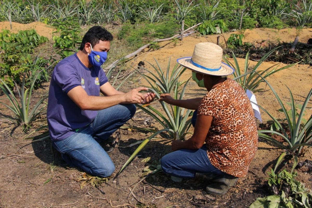 Ações do Idam de apoio à produção vegetal sustentável foram destaque em 2020