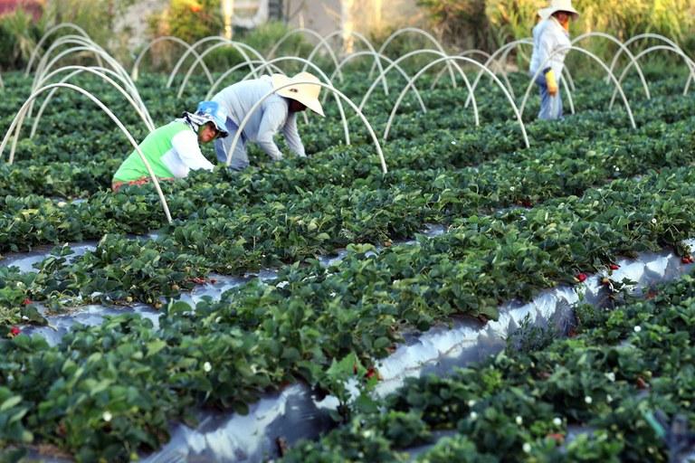 Mais de 10 mil agricultores familiares vão receber apoio do governo federal para fazer seguro rural