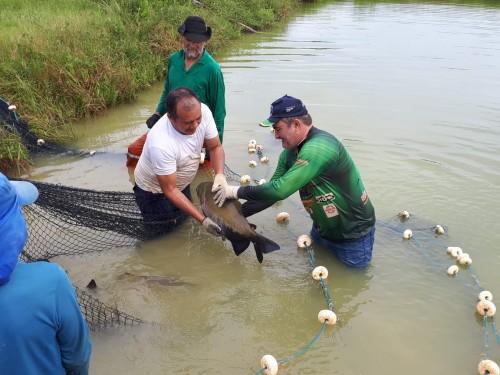 Sepror lança podcasts de cursos para produtores rurais