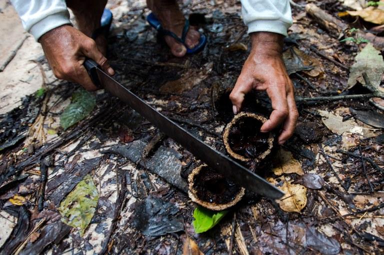Governo federal abre cursos sobre cultivo e manejo florestal e gestão de empreendimentos comunitários