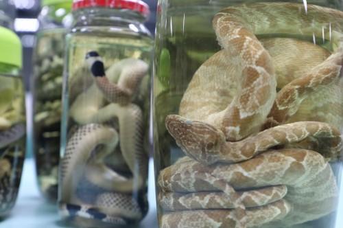 Acidentes de animais peçonhentos diminuem 10,1% nos últimos dois anos