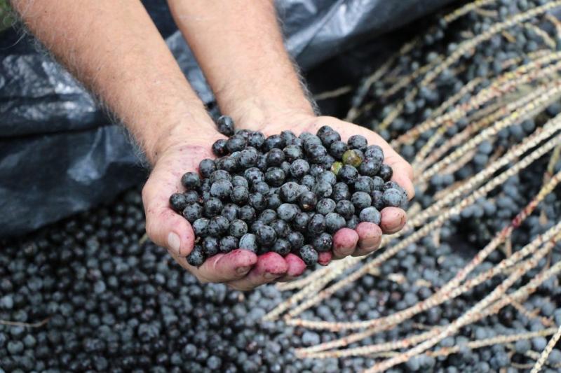 Produção de açaí contribui diretamente para redução de CO2, aponta economista em estudo
