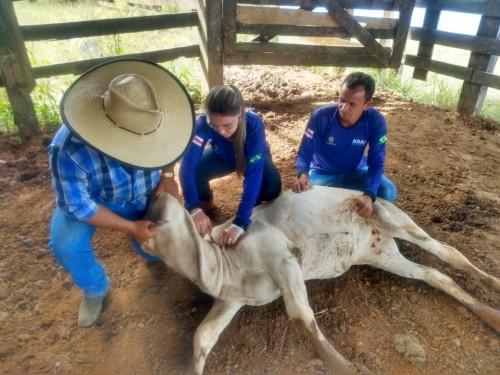 Médicos veterinários cadastrados no programa de vacinação contra brucelose devem realizar atualização de dados