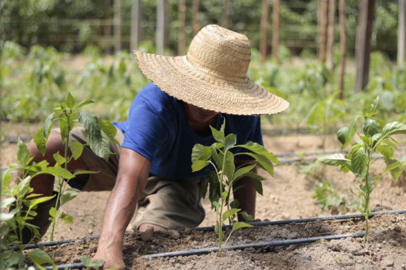 Governo do Amazonas solicita ao Governo Federal implementação do programa ‘Garantia Safra’ no estado