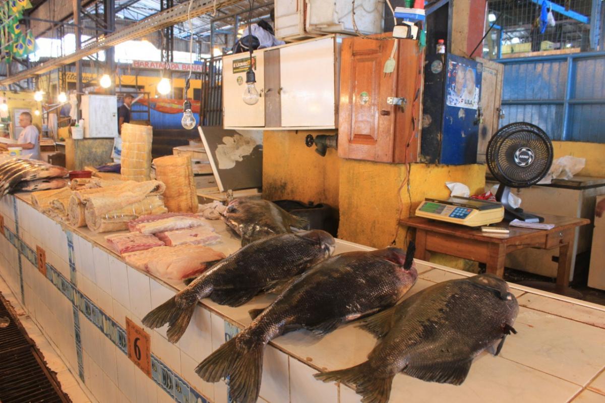 Ipaam informa que oito espécies de pescado sairão da restrição de pesca