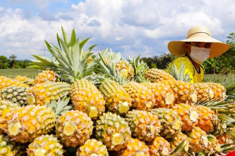 Em 2020, projetos elaborados pelo Idam trouxeram investimento de R$ 4,9 milhões à agricultura familiar