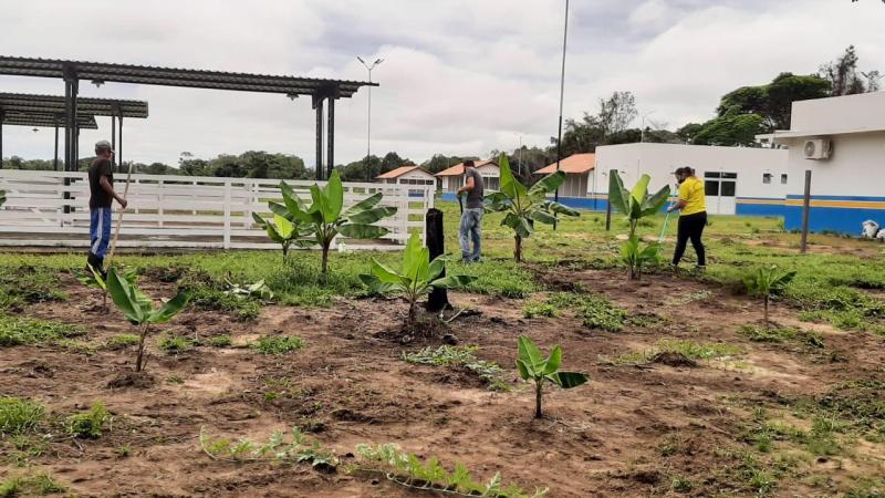 Fazenda Municipal Luiz Medeiros é arborizada com espécies frutíferas em Vila Amazônia 
