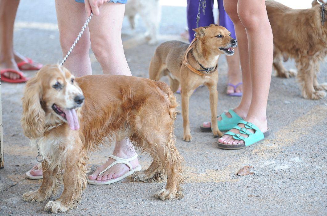 Fiocruz identifica cão e gato com anticorpos contra novo coronavírus