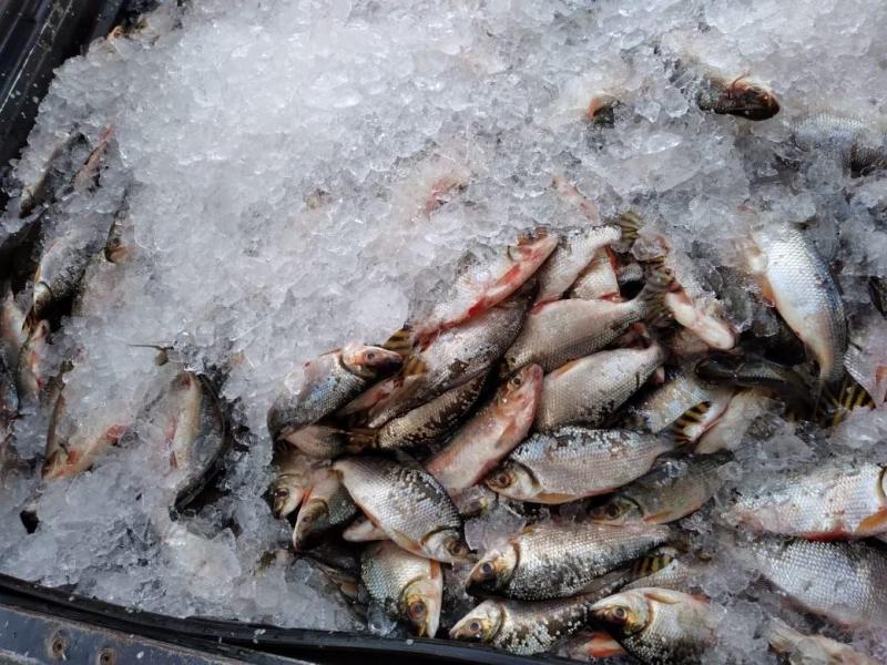 Em ação do programa ADS Solidária, Governo do Estado distribui 2 toneladas de pescado em comunidade de Manacapuru