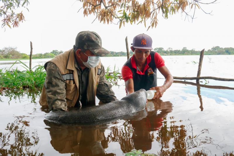 Filhote de peixe-boi é resgatado na zona rural de Barreirinha