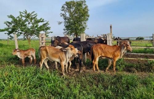 Prorrogado prazo de vacinação contra brucelose no Amazonas Prorrogado prazo de vacinação contra brucelose no Amazonas