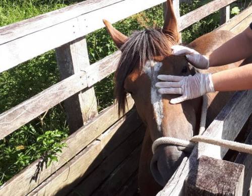 Adaf investiga suspeita de doença viral em cavalos