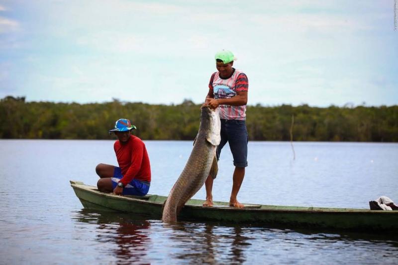 Pirarucu de Manejo de Mamirauá recebe registro legal de Indicação Geográfica do Inpi