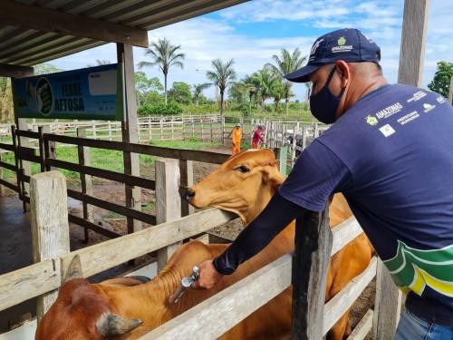 Governo do Estado inicia segunda etapa da campanha Amazonas sem Febre Aftosa