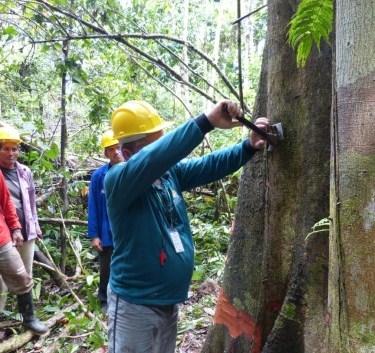 Governo do Amazonas publica decreto para incentivar o uso sustentável de madeira legalizada