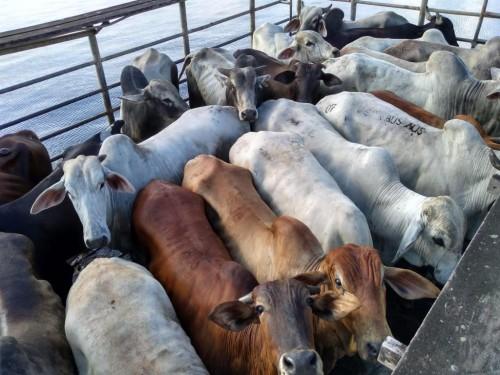 Atualização tributária sobre trânsito animal deve coibir prática ilícita, avalia Adaf