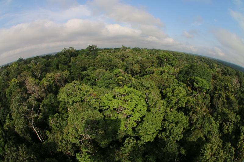 Plataforma voltada à sustentabilidade na Amazônia vai mobilizar comunidade científica dos municípios do AM