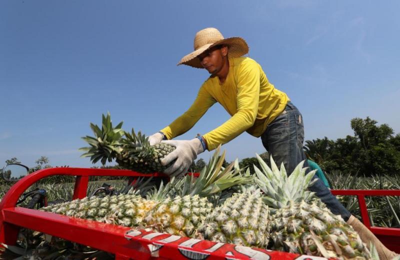 No Dia do Agricultor, Governo do Amazonas destaca investimentos e avanços no setor rural