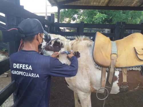 Em Careiro Castanho, Adaf imuniza animais contra raiva 
