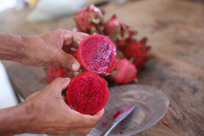 Governo do Amazonas realiza visita técnica em produção de pitaya visando expansão desse cultivo no estado