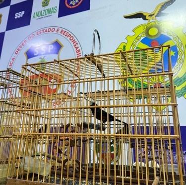 Agentes da Base Arpão apreendem pássaros silvestres avaliados em R$ 60 mil