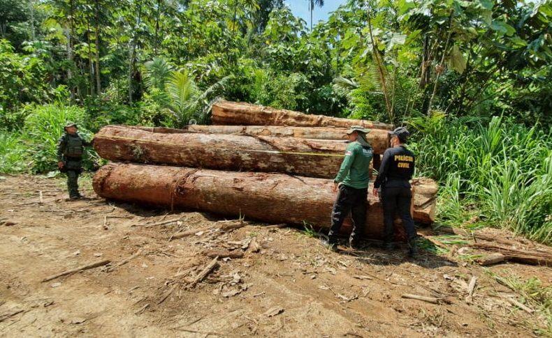 Operação Tamoiotatá resgata trabalhador e apreende madeira ilegal