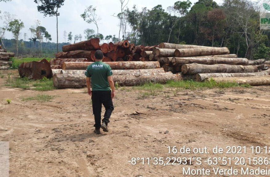 Durante operação Tamoiotatá, madeireira irregular é multada em R$ 300 mil 