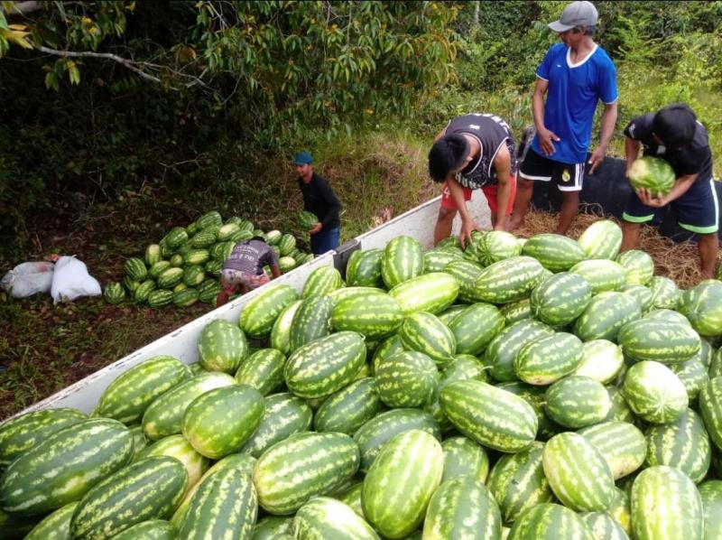 Parintins recebe primeira remessa de melancia produzida no Laguinho