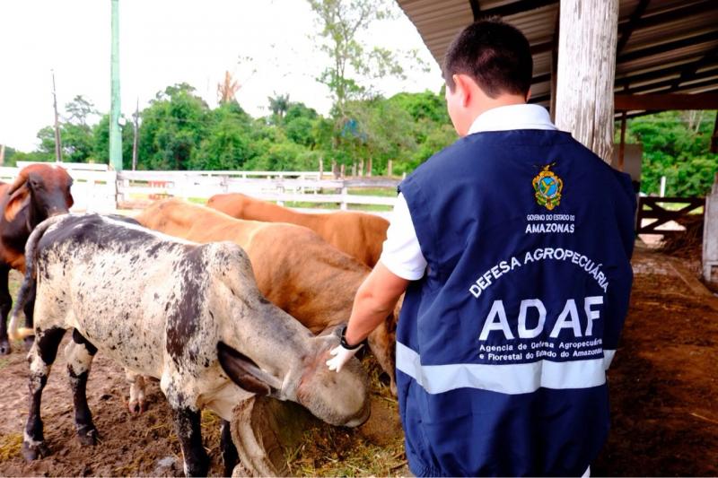 Adaf prorroga atualização cadastral de animais em 13 municípios do Amazonas