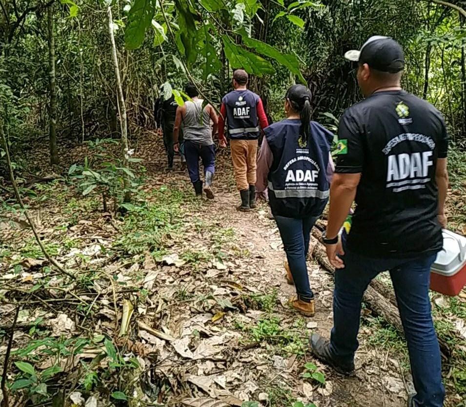 Adaf atua no combate à monilíase em Guajará