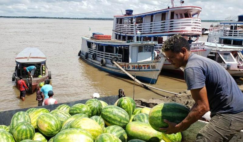 Parintins produz mais de 73 toneladas de melancia, com as comunidades do Boto e Murituba na liderança