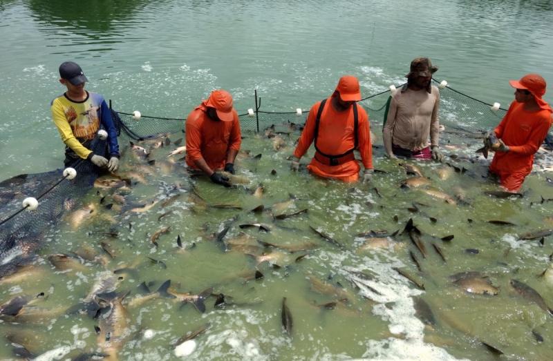 Governo do Estado entregou mais de 3,7 milhões de alevinos a piscicultores do Amazonas, desde 2019