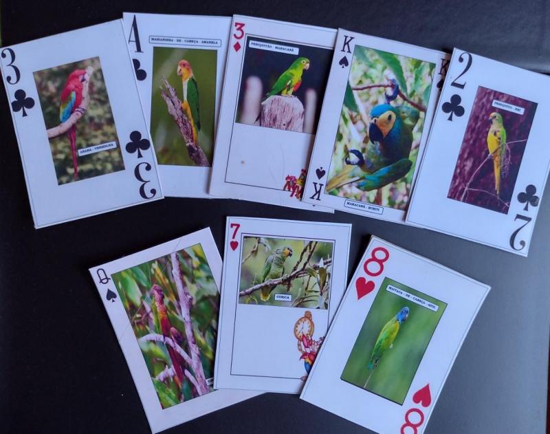 Estudantes de Tefé desenvolvem jogo de cartas inspirados em aves da Amazônia