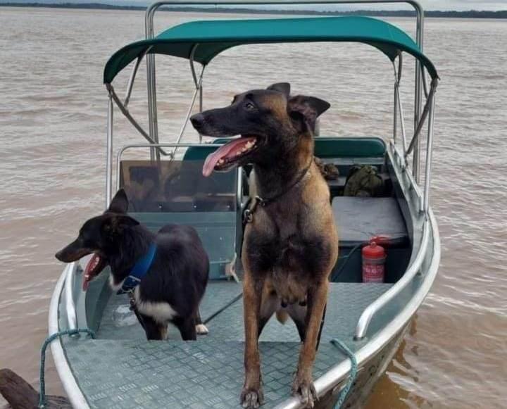 Cadela Honda, da Polícia Militar, morre após lutar contra onça no Município de Urucará