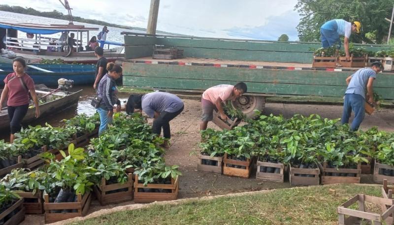 Parceria entre Idam e empresa de bebidas fomenta cultivo de guaraná em Maués