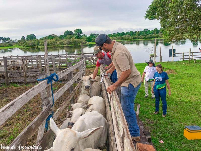 No Amazonas, 54,7% da vacinação contra febre aftosa competem a cinco municípios