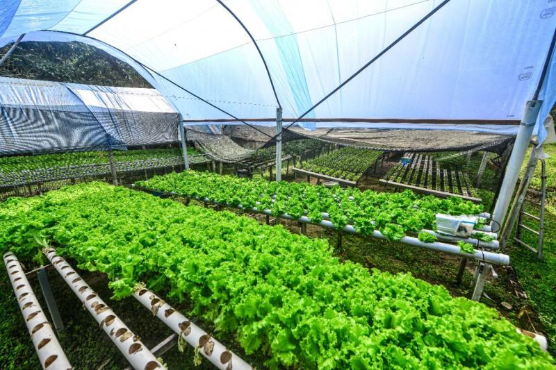 Governo do Amazonas aplicou R$ 53,9 milhões em crédito para produtores rurais do estado