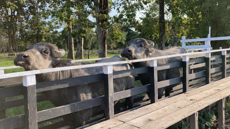 Feira de Bubalinos de Parintins premia os melhores queijos e maior produção de leite