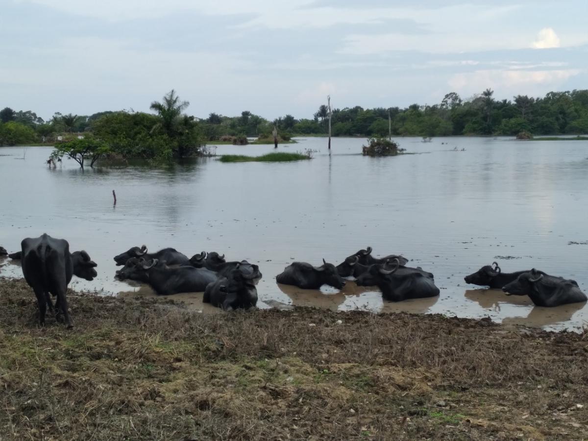 Adaf autoriza realização da 8ª Feira de Bubalinos de Parintins