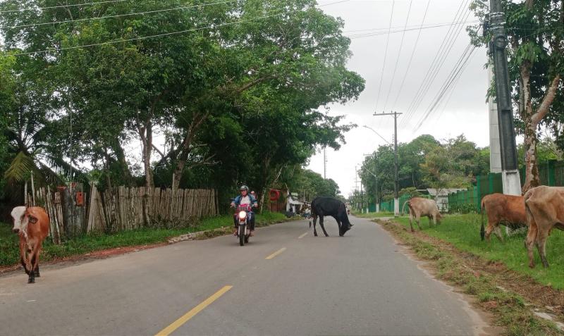 Animais de pequeno e grande porte que estiverem nas ruas serão apreendidos a partir desta segunda-feira, em Parintins