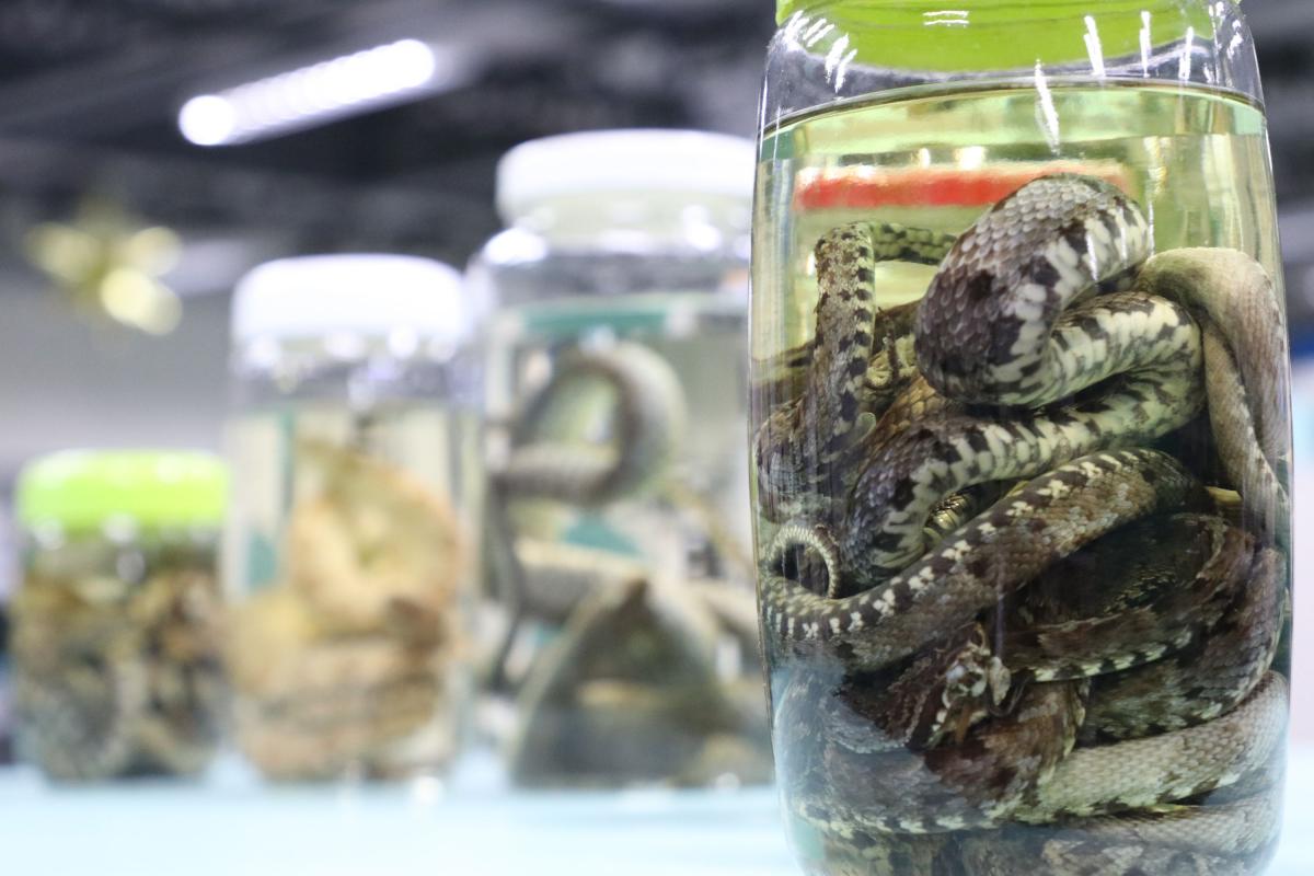 Acidentes por animais peçonhentos têm redução de 15% no Amazonas Acidentes por animais peçonhentos têm redução de 15% no Amazonas