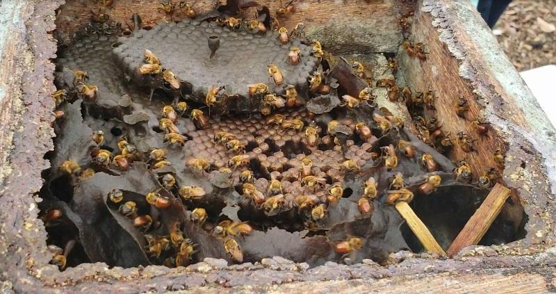 Profissionalização da meliponicultura traz oportunidades para mel amazônico