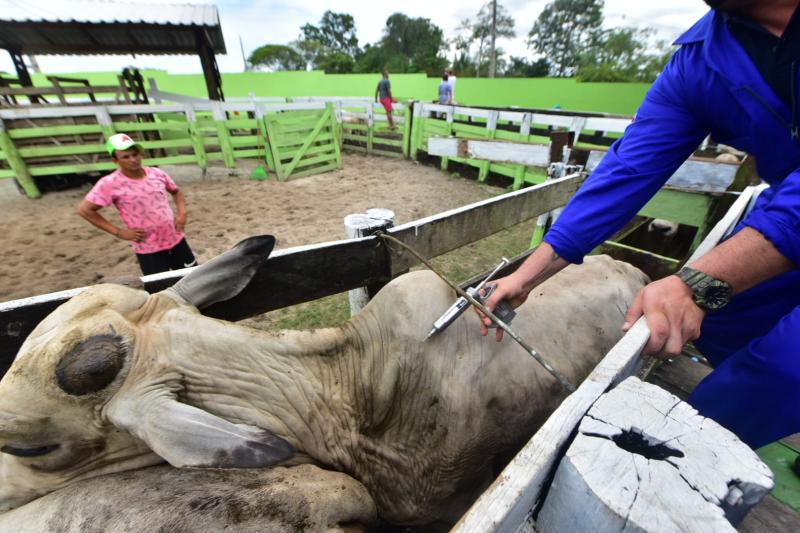 Vacinação contra febre aftosa é prorrogada pela segunda vez no Amazonas, anuncia Adaf